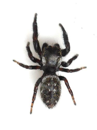 Macaroeris nidicolens